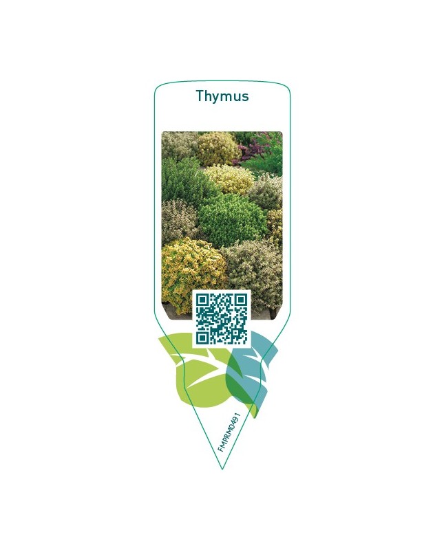 Thymus  mix
