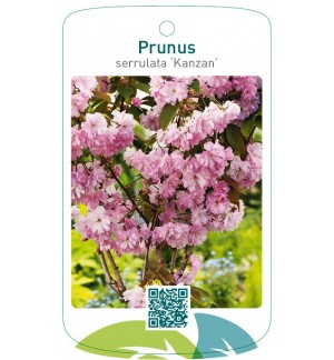 Prunus serrulata ‘Kanzan’