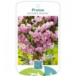 Prunus serrulata ‘Kanzan’