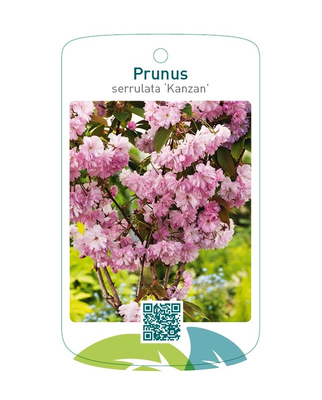 Prunus serrulata ‘Kanzan’