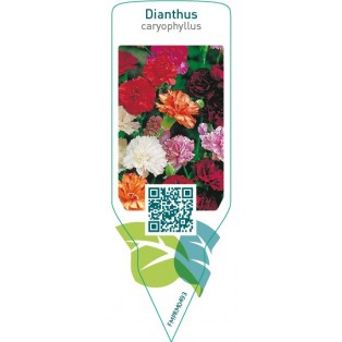 Dianthus caryophyllus  mix