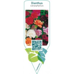 Dianthus caryophyllus  mix