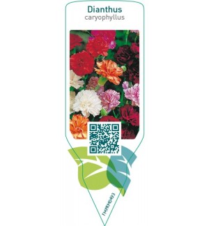 Etichette di Dianthus caryophyllus  mix *