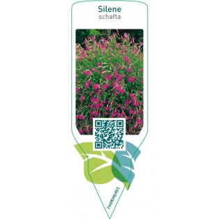 Silene schafta  pink