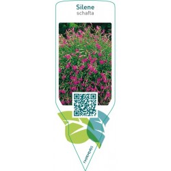 Silene schafta  pink