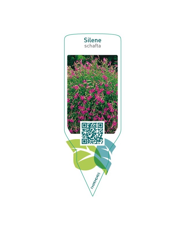 Silene schafta  pink