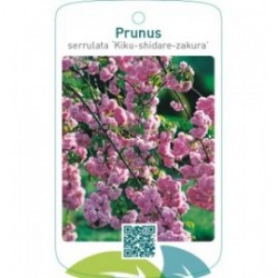 Prunus serrulata ‘Kiku-shidare-zakura’