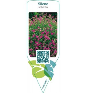 Etichette di Silene schafta  pink *