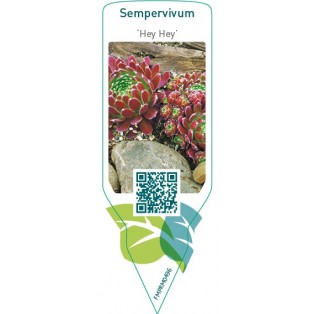 Sempervivum ‘Hey Hey’