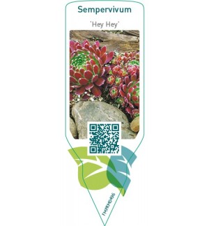 Etichette di Sempervivum ‘Hey Hey’ *