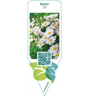 Aster (D)  white