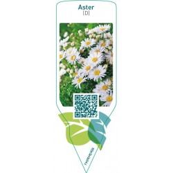 Aster (D)  white