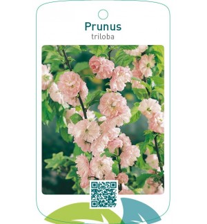 Prunus triloba