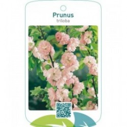 Prunus triloba