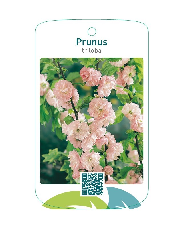 Prunus triloba