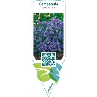 Campanula garganica