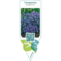 Campanula garganica