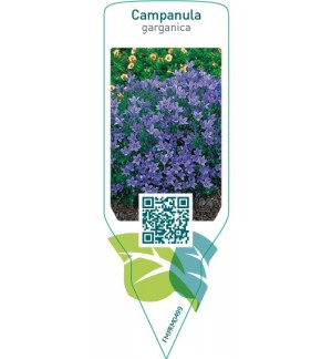 Etichette di Campanula garganica *