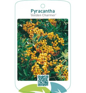 Pyracantha ‘Golden Charmer’