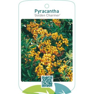 Pyracantha ‘Golden Charmer’