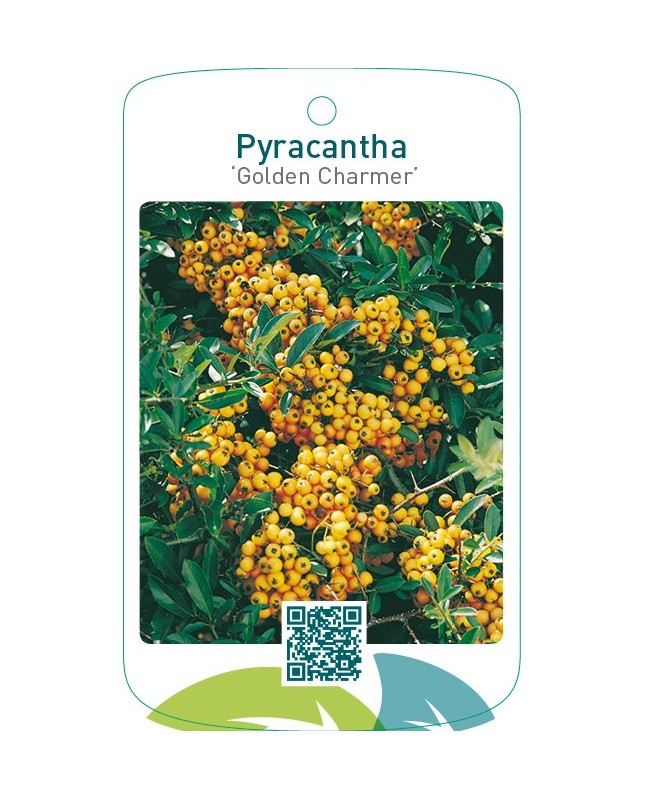 Pyracantha ‘Golden Charmer’