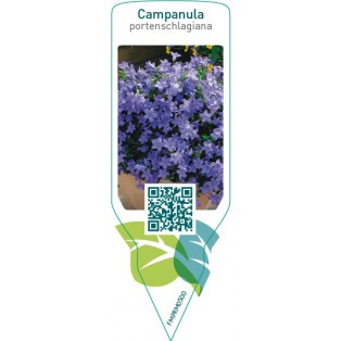 Campanula portenschlagiana