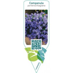 Campanula portenschlagiana