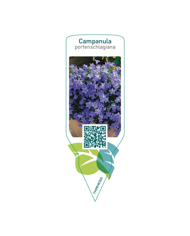 Campanula portenschlagiana