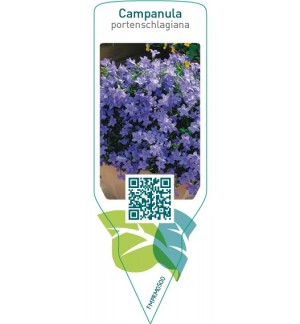 Etichette di Campanula portenschlagiana *