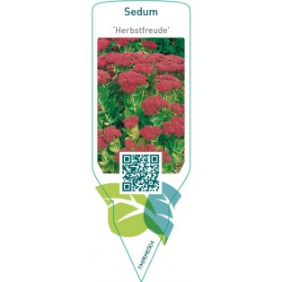 Sedum ‘Herbstfreude'