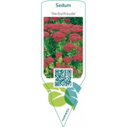 Sedum ‘Herbstfreude'