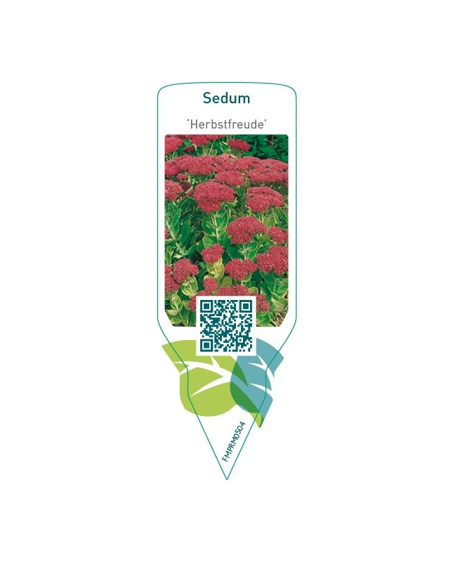 Sedum ‘Herbstfreude'