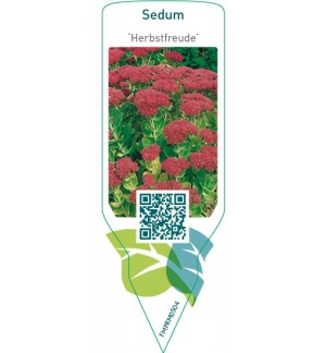 Etichette di Sedum ‘Herbstfreudi' *