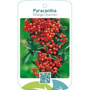 Pyracantha ‘Orange Charmer’
