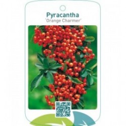 Pyracantha ‘Orange Charmer’