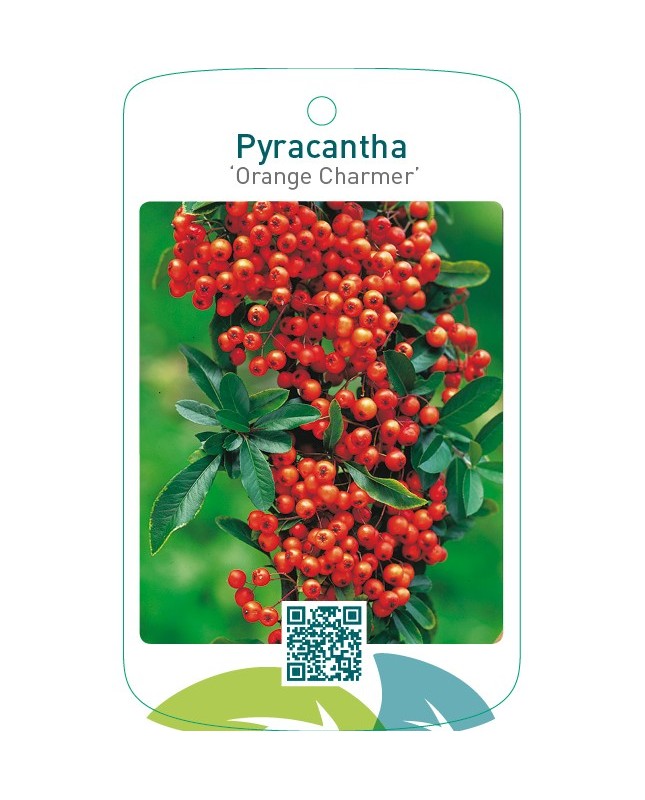 Pyracantha ‘Orange Charmer’