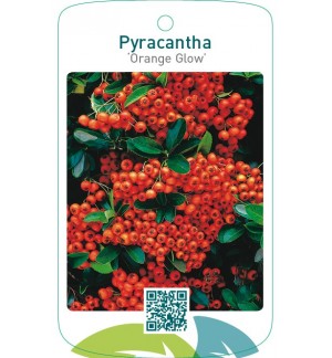 Pyracantha ‘Orange Glow’