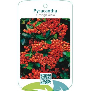 Pyracantha ‘Orange Glow’