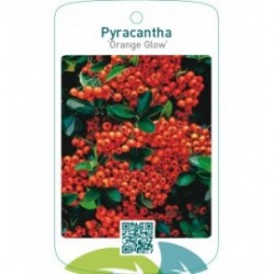 Pyracantha ‘Orange Glow’