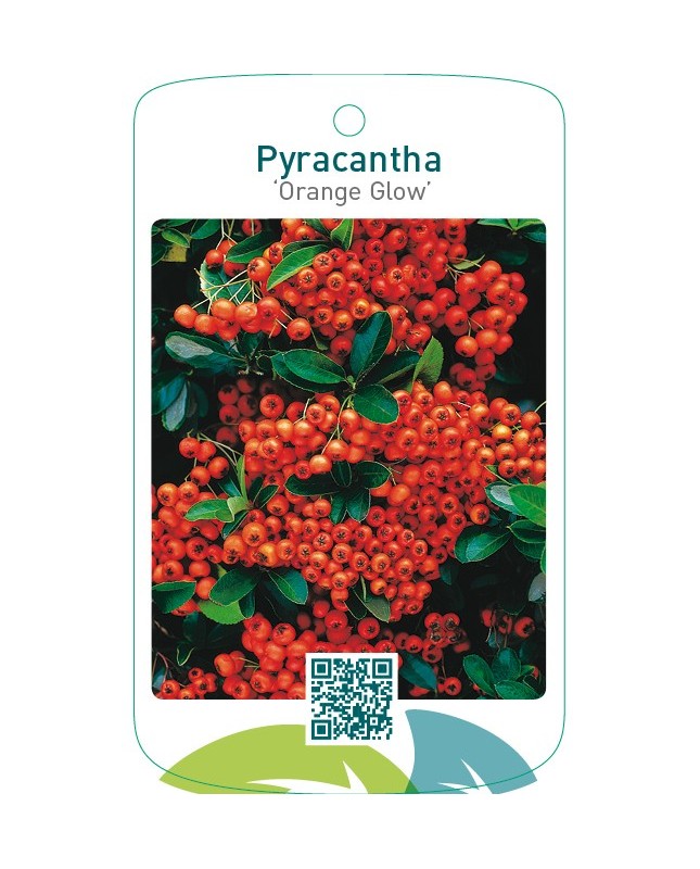 Pyracantha ‘Orange Glow’