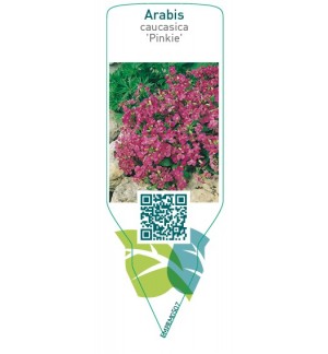 Etichette di Arabis caucasica ‘Pinkie’ *
