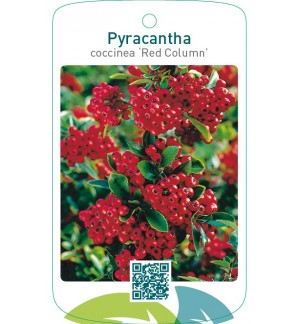 Pyracantha coccinea ‘Red Column’