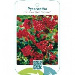 Pyracantha coccinea ‘Red Column’