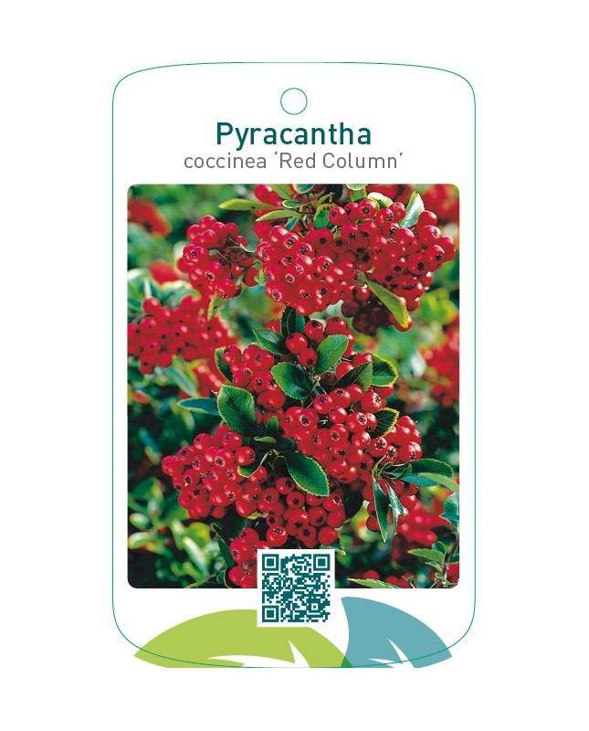 Pyracantha coccinea ‘Red Column’