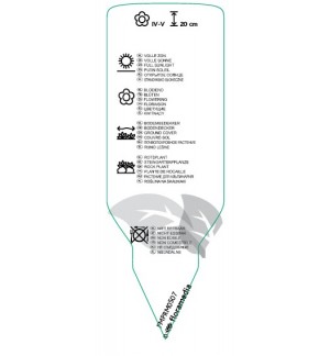 Etichette di Arabis caucasica ‘Pinkie’ *