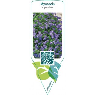 Myosotis alpestris