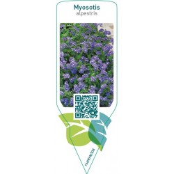 Myosotis alpestris