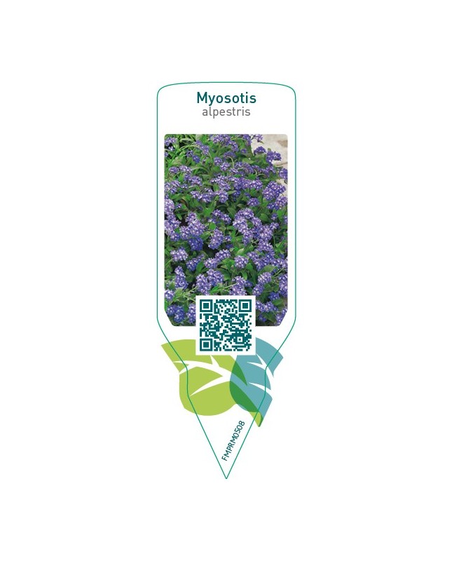 Myosotis alpestris