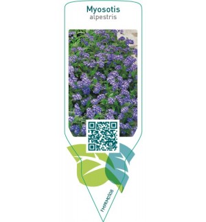 Etichette di Myosotis alpestris *