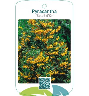 Pyracantha ‘Soleil d’Or’